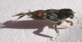 Neotridactylus apicalis (Mole-cricket) - side