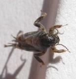Neotridactylus apicalis (Mole-cricket)  - top