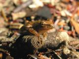 Pseudacris crucifer - Spring Peeper - view 1