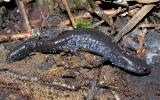 Ambystoma laterale  -- Blue-spotted Salamander - 2