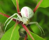 <i>Misumena vatia</i> -- Flower Crab Spider