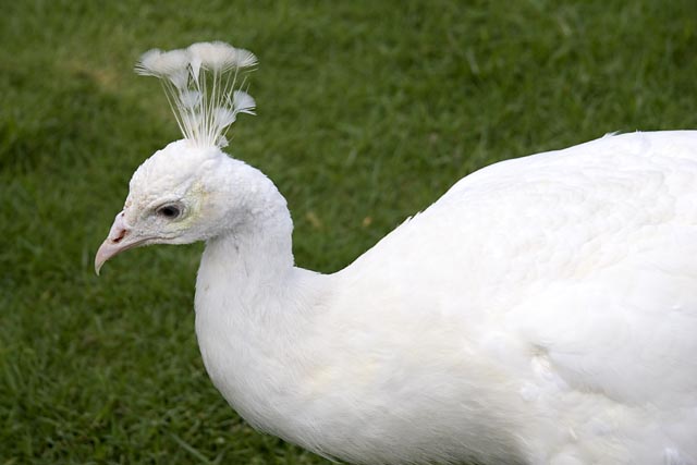 West Lake - White Peacock