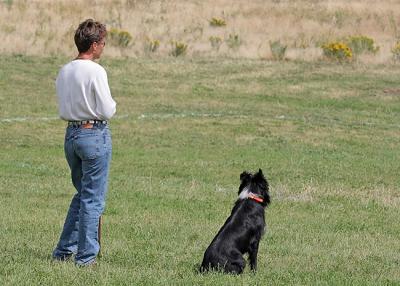 Joni Swanki and Chip waiting for their sheep to be set