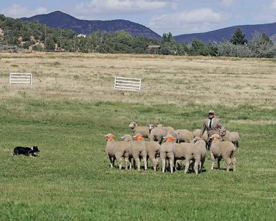 handler dog sheep/ Meeker