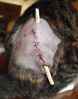 Close up view of surgical repair of cat bite wound