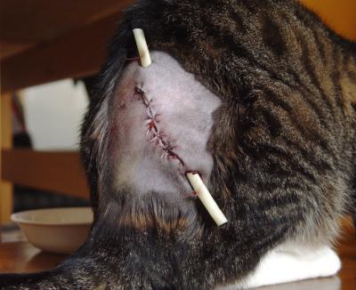 Surgical repair of cat bite wound abscess