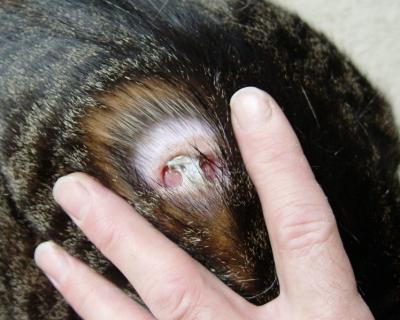 Cat bite wound ruptured abscess