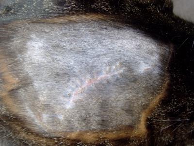 Closeup view of healed cat bite wound site