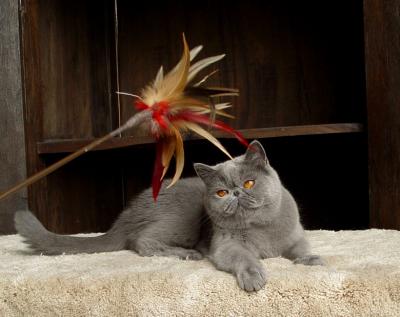 Penelope and feather toy