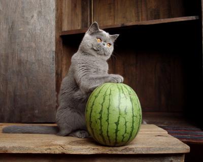 Penelope + Watermelon
