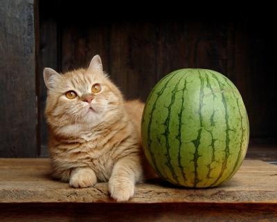 Mortimer + Watermelon