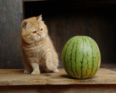 Cats and Watermelon