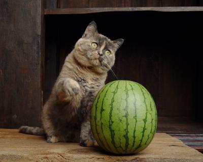 Eve + Watermelon