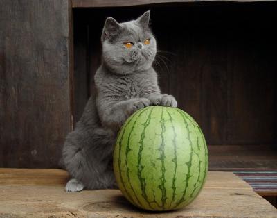 Penelope + Watermelon