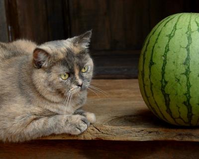 Eve + Watermelon