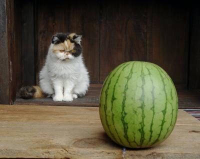 Maddie + Watermelon
