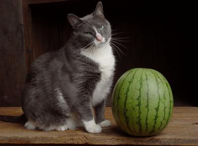 Squeaker + Watermelon