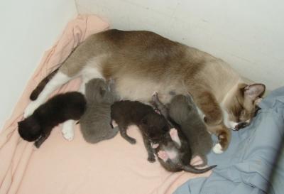 Momma Mouse with her 5 kittens at day nine.