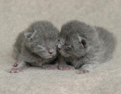 Two day old kittens.