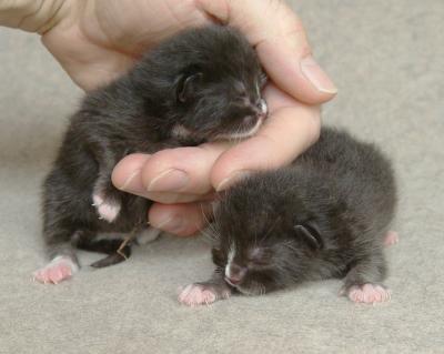 Kittens named Ping and Pong at 2 days old.