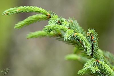 Evergreen Bough, Big Whiteshell Lake