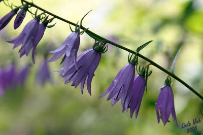 Bluebells
