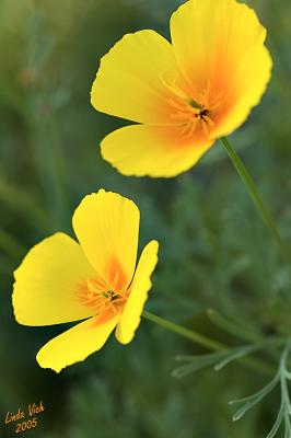 English Gardens, Assiniboine Park