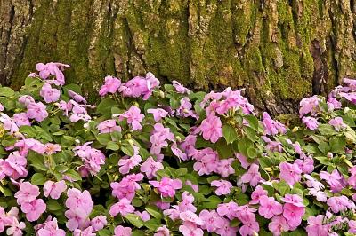 English Gardens, Assiniboine Park