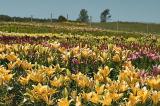 Lily Fields, Neepawa, Manitoba