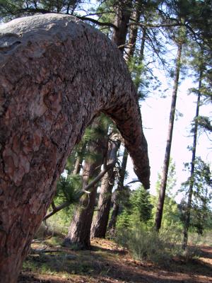 v3/60/179560/3/44326116.bendingtreecopy.jpg