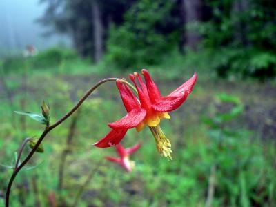 Columbine at Iron Creek