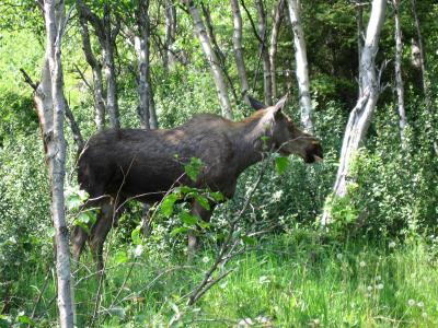 Moose Eating