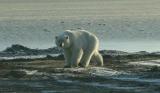 ron's pix from the arctic ocean