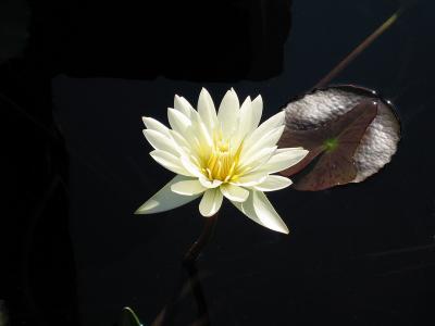 Waterflower