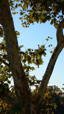 v3/60/2660/3/50112256.treewindow.jpg
