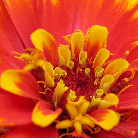 zinnia center