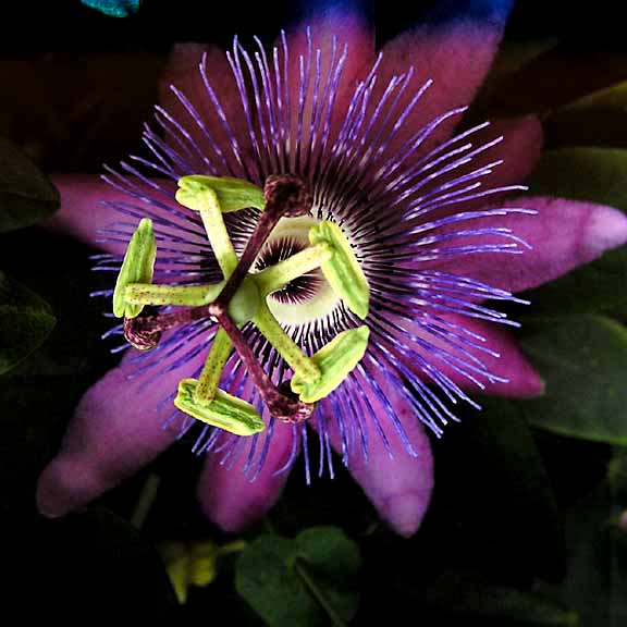 PASSION FLOWER