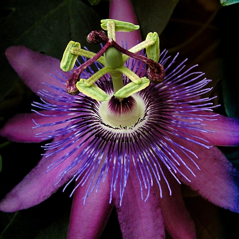 PASSION FLOWER