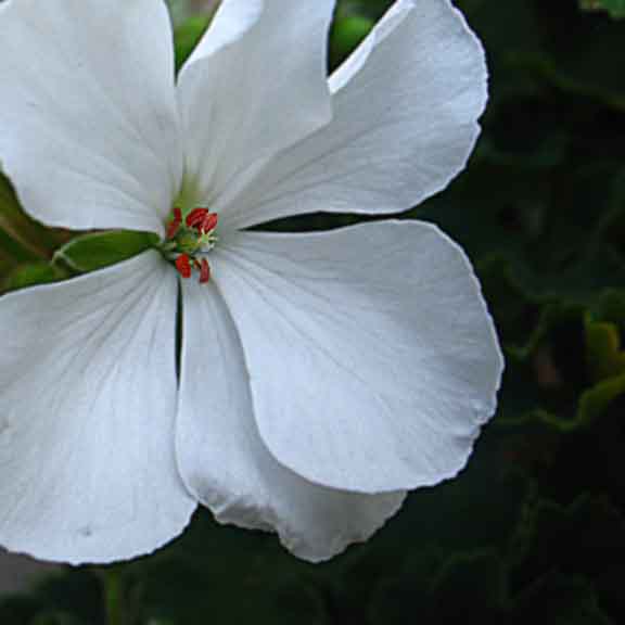 geranium