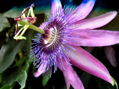 PASSION FLOWER OR MAYPOP