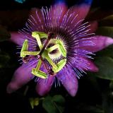 PASSION FLOWER