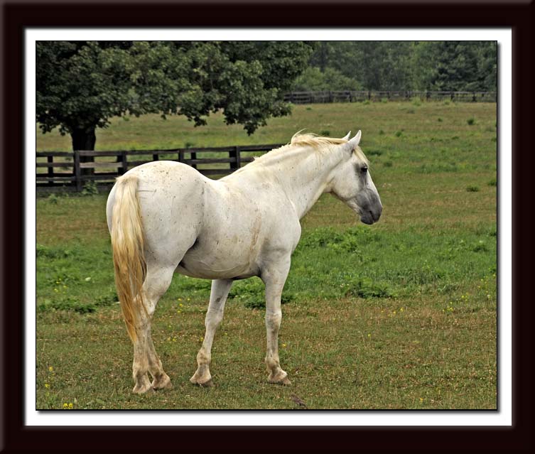 White Horse 154 web.jpg