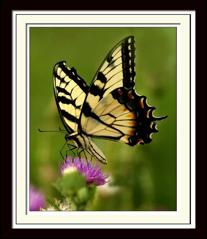 Butterfly 084