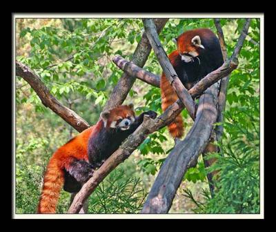 v3/60/35760/3/44352373.RedPandas057web.jpg
