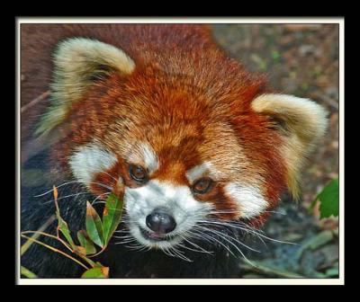 Red Pandas 094