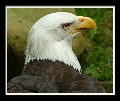 Bald Eagle 376