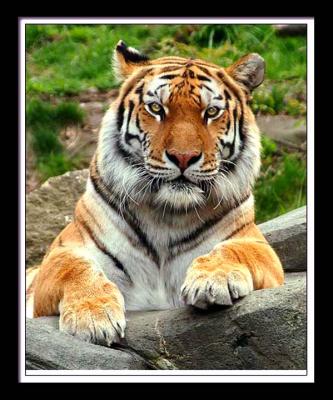 Tiger 268