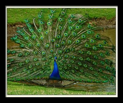 Peacock 072