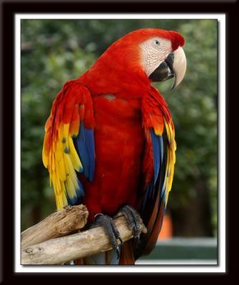 Parrot 453 web.jpg