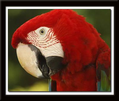 Parrot 405
